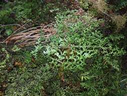 Image de Hymenophyllum pulcherrimum Col.