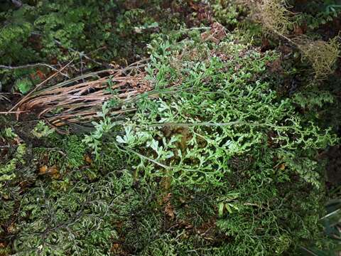 Image de Hymenophyllum pulcherrimum Col.