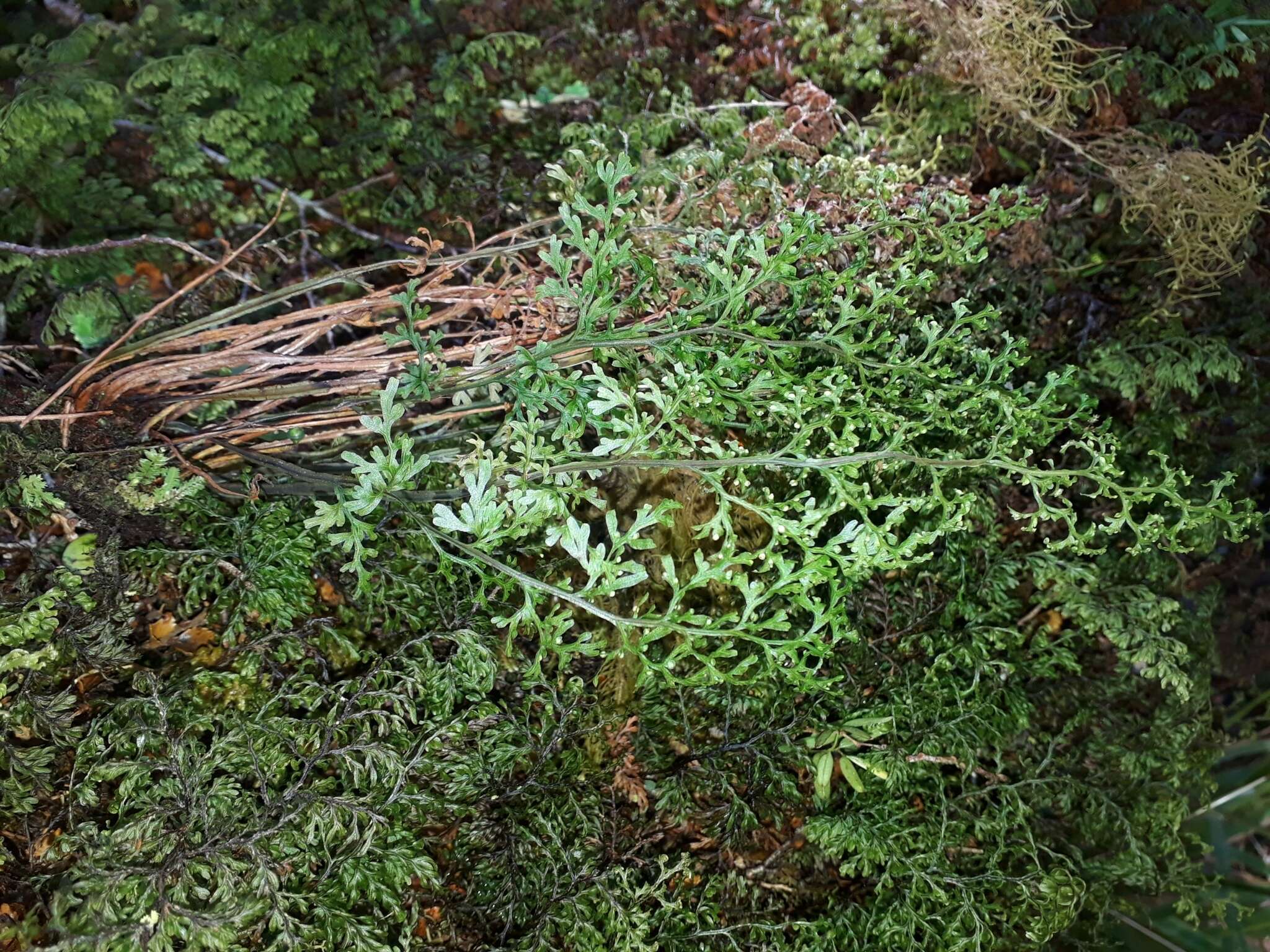 Image de Hymenophyllum pulcherrimum Col.