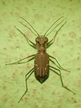 Image of Cylindera (Eugrapha) minuta (G. A. Olivier 1790)