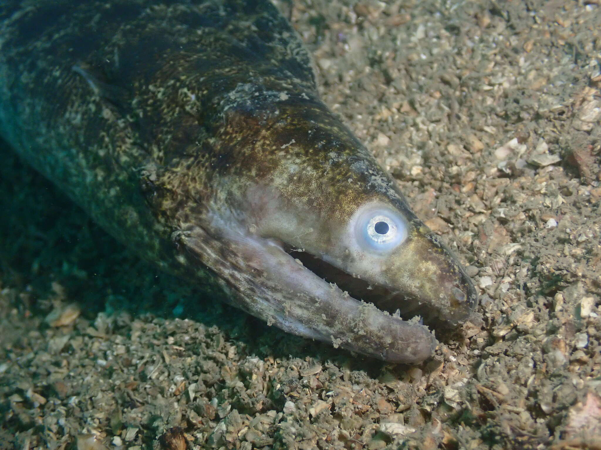 Image of Reeve's moray