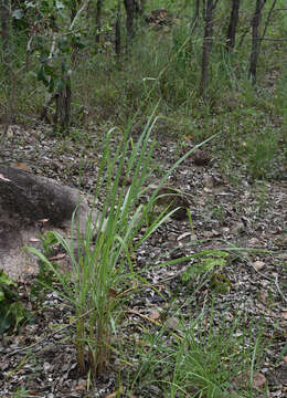 Image of Rottboellia rottboellioides (R. Br.) Druce