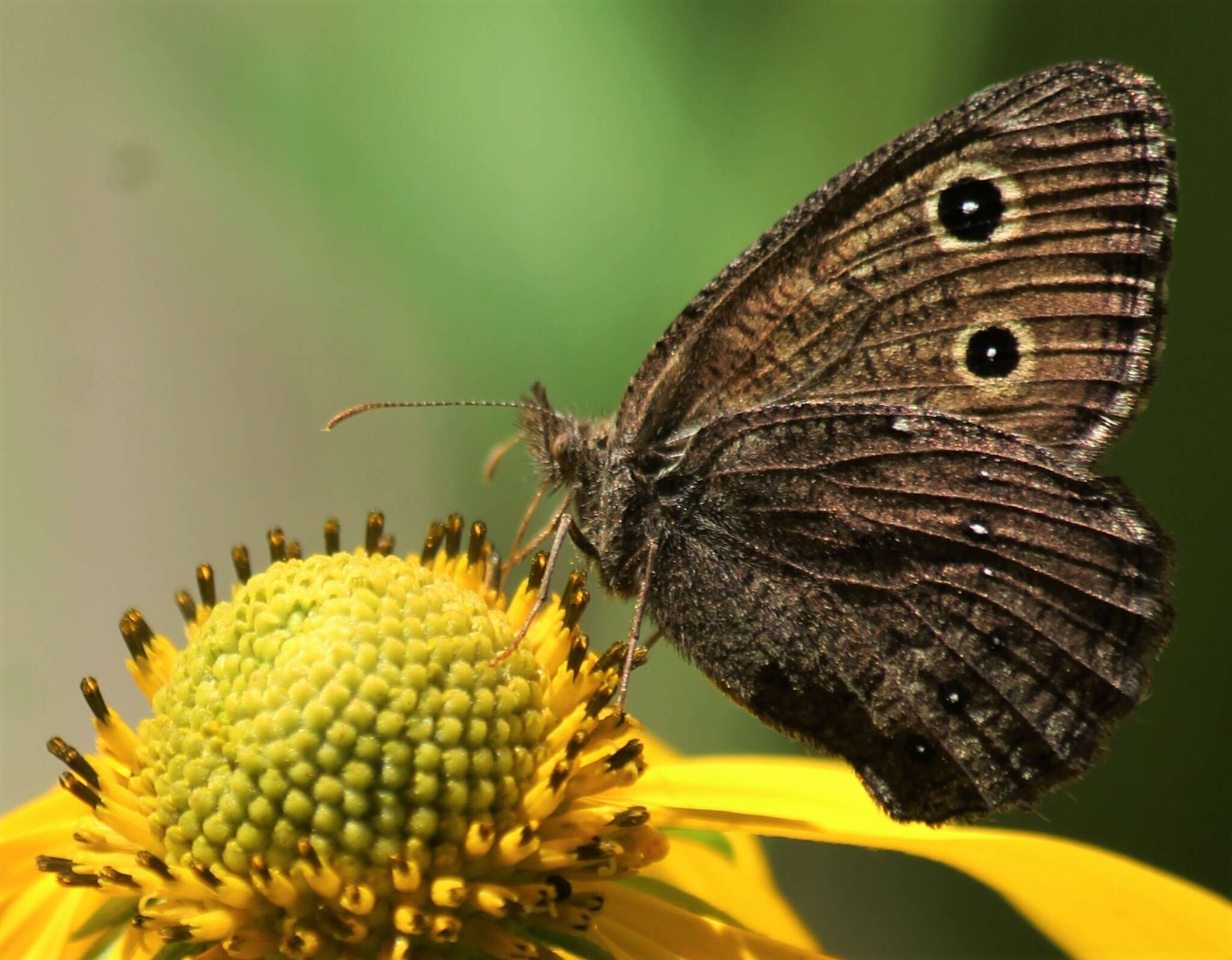 Image of Small Wood Nymph