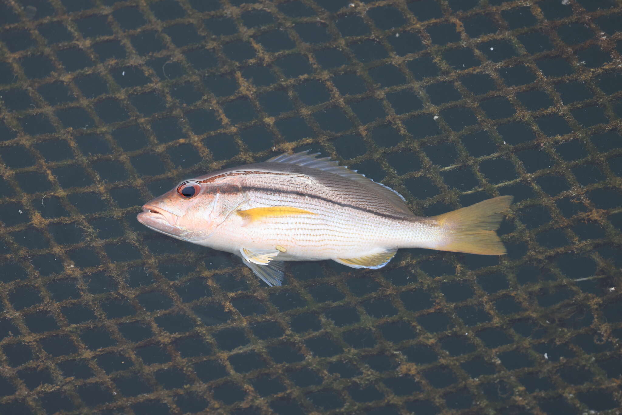 Image of Brownstripe snapper