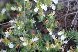 Sivun Teucrium montanum subsp. montanum kuva