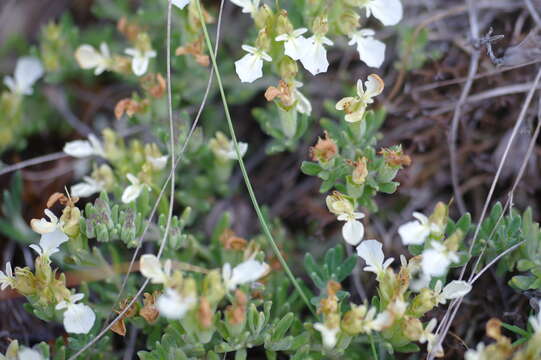 Image of Teucrium montanum subsp. montanum