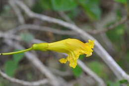 Plancia ëd Spirotecoma spiralis (C. Wright) Pichon