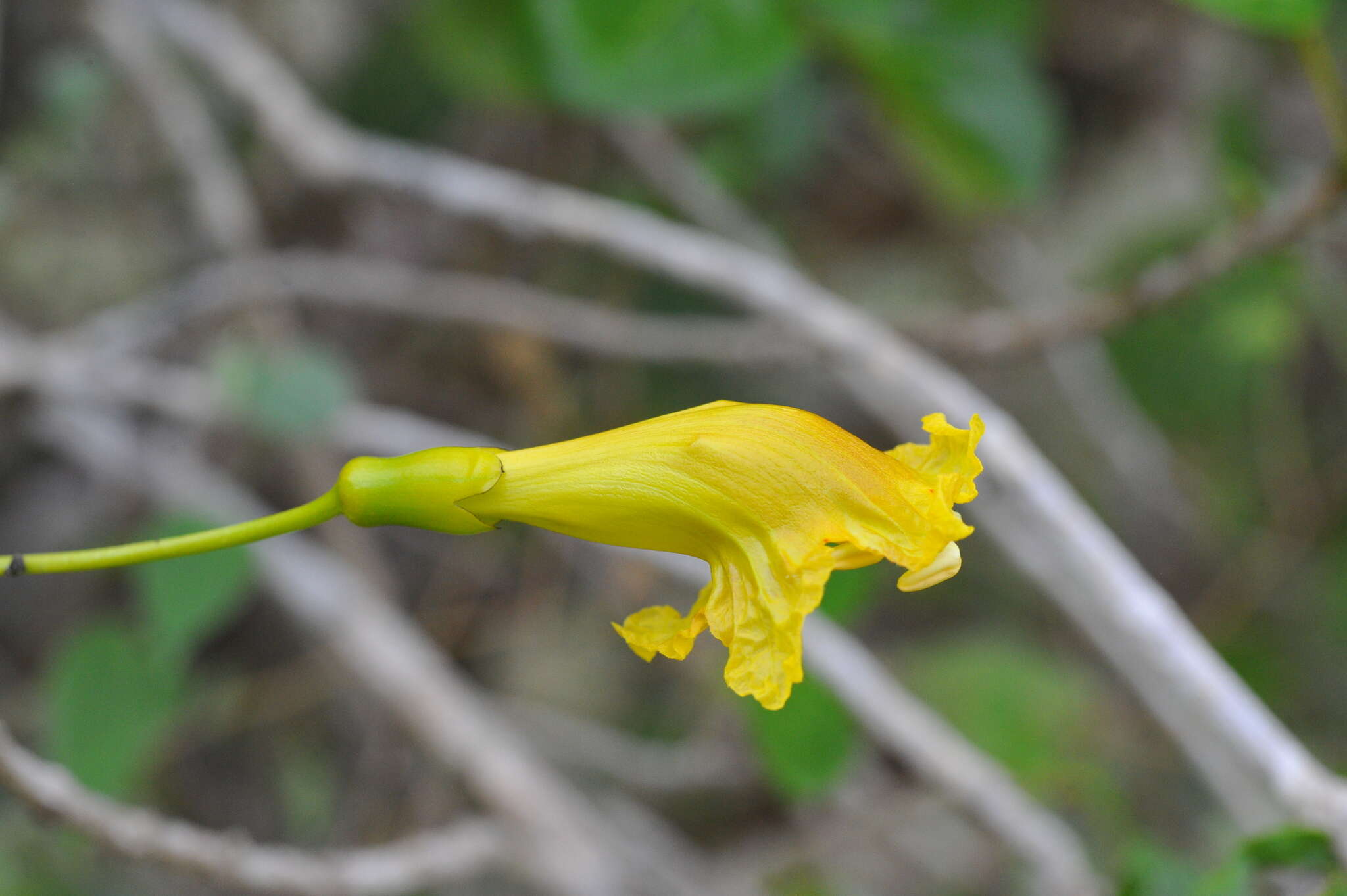 Plancia ëd Spirotecoma spiralis (C. Wright) Pichon