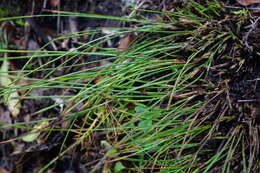 Juncus monanthos Jacq. resmi