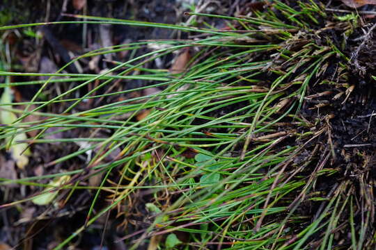 Image of Juncus monanthos Jacq.