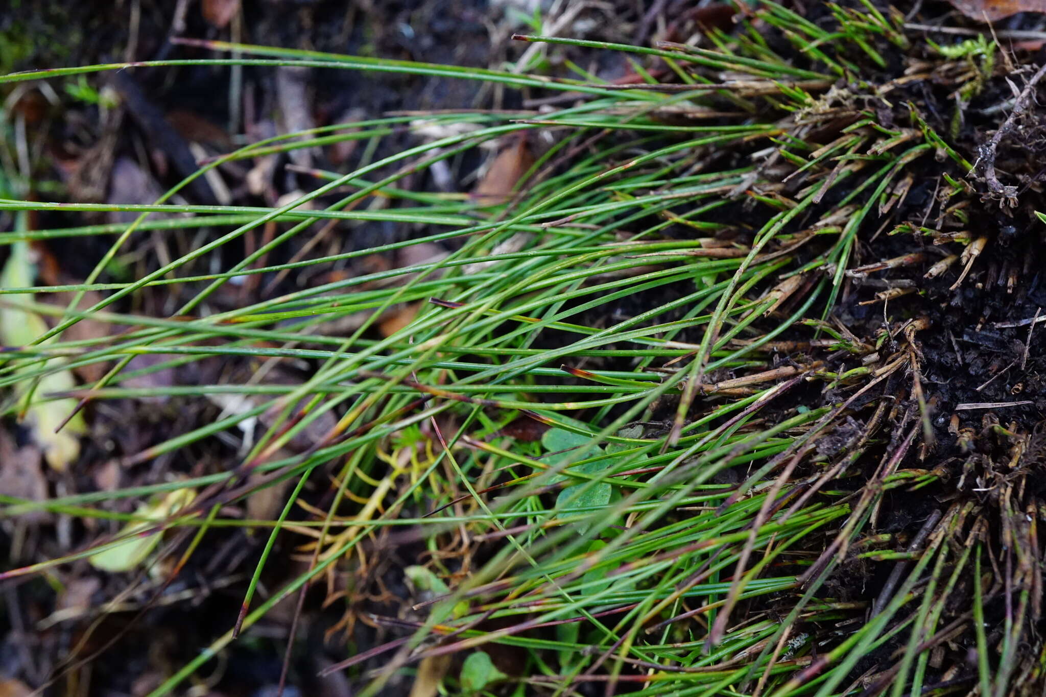 Juncus monanthos Jacq. resmi