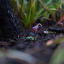 Image de Corybas fordhamii (Rupp) Rupp