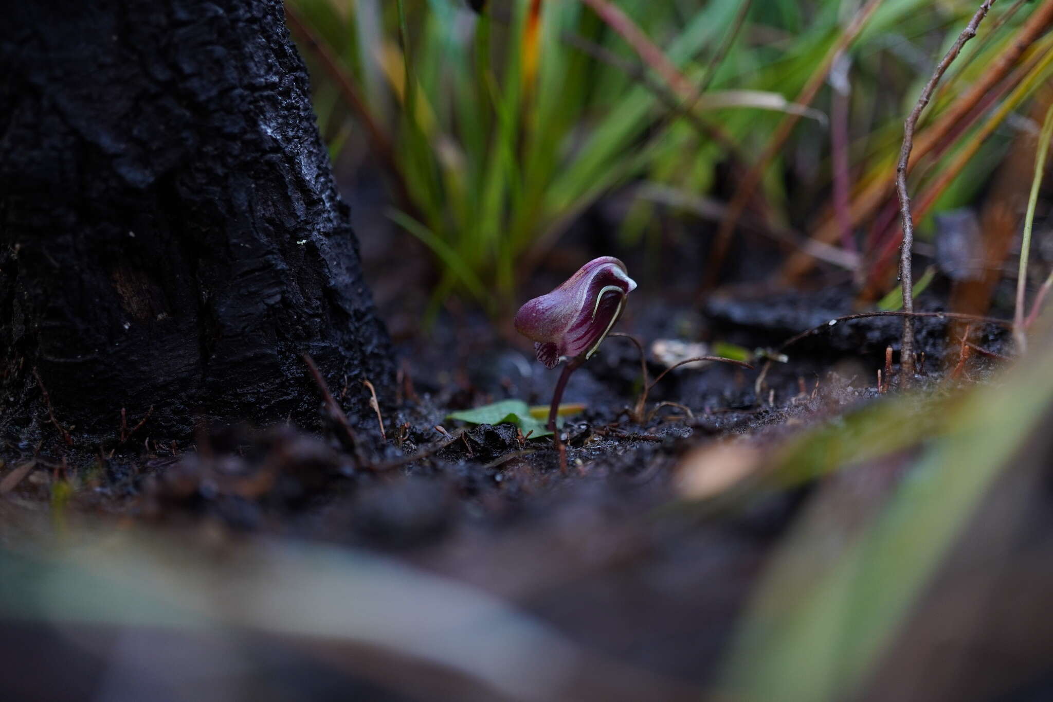 Image of Corybas fordhamii (Rupp) Rupp