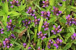 Plancia ëd Prunella vulgaris subsp. asiatica (Nakai) H. Hara