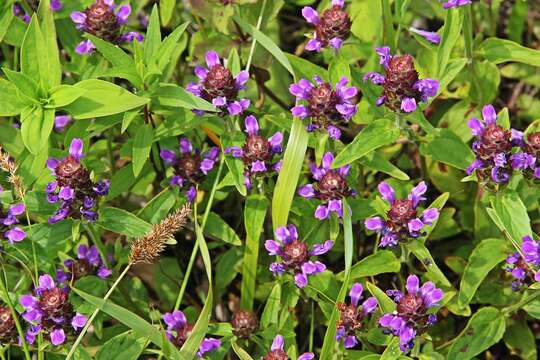 Image of Aleutian selfheal