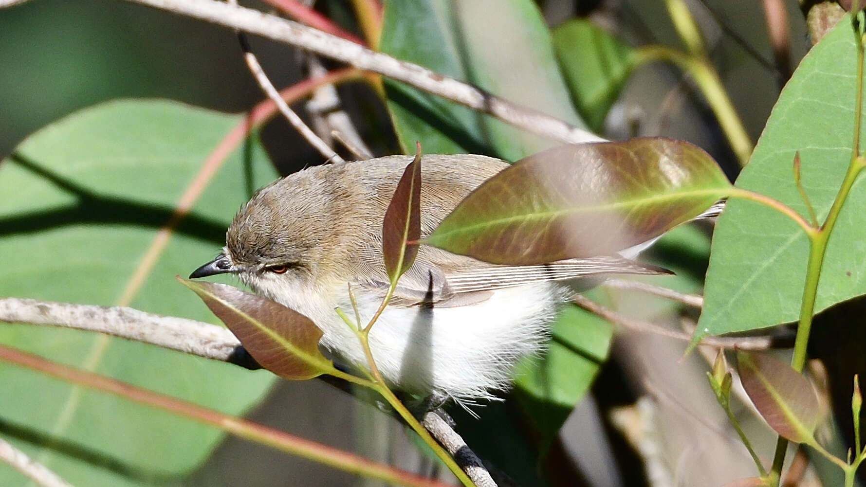 Слика од Gerygone fusca (Gould 1838)