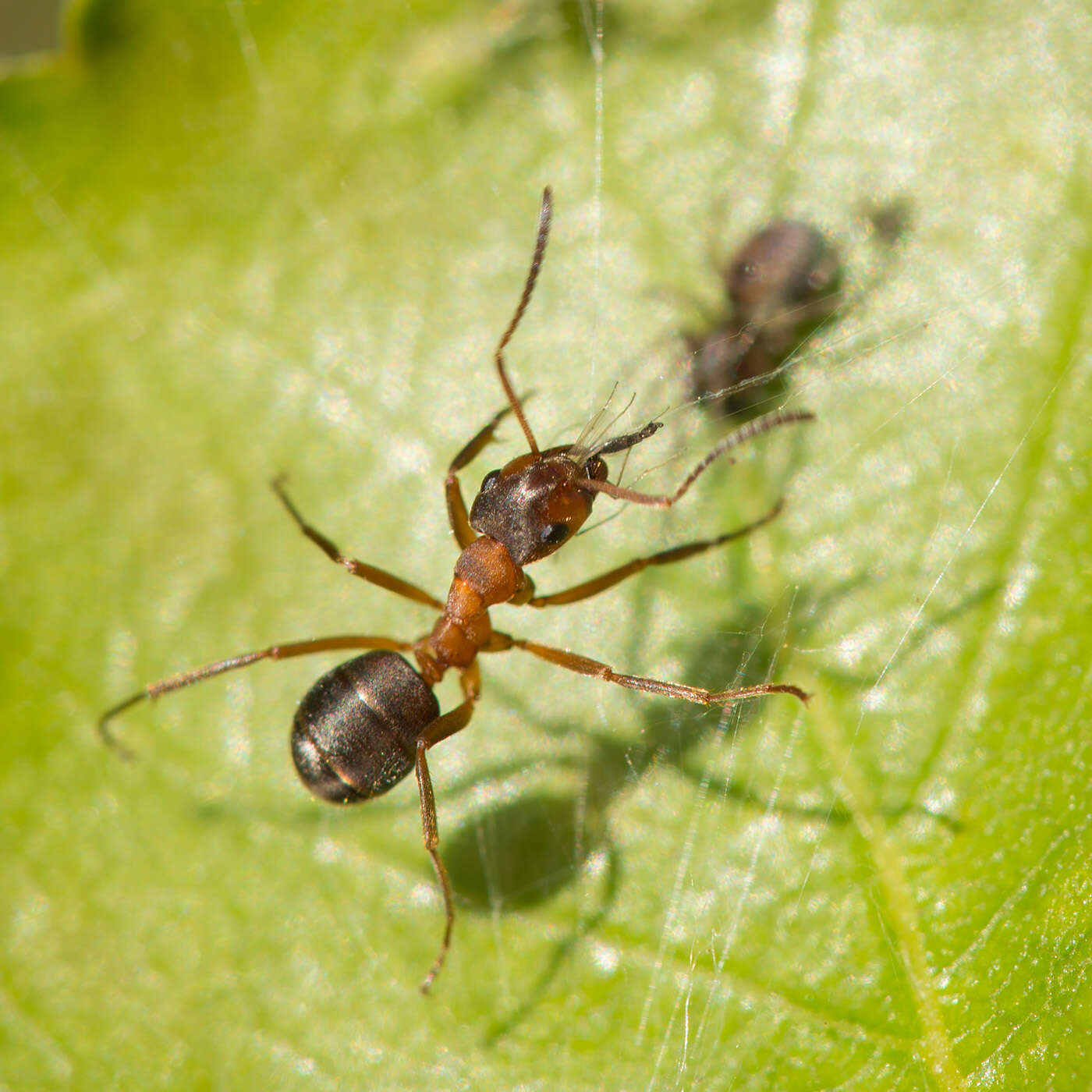 Image of Narrow headed ant