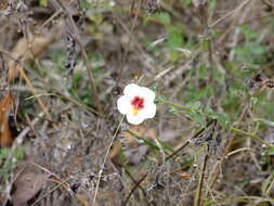 Image of Pavonia oxyphylla (Mocino & Sesse ex De Candolle) P. A. Fryxell