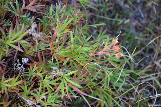 Image of twoflower cinquefoil