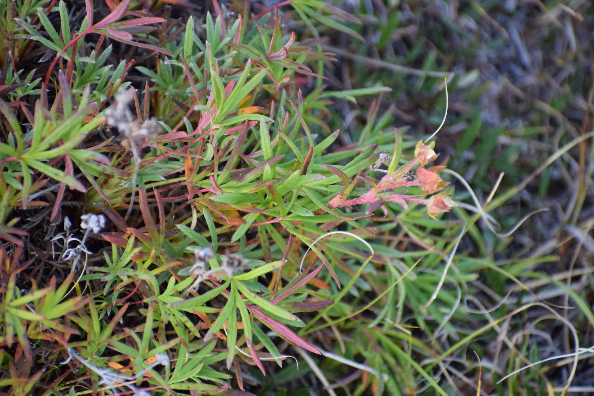 Imagem de Potentilla biflora Willd. ex Schltdl.