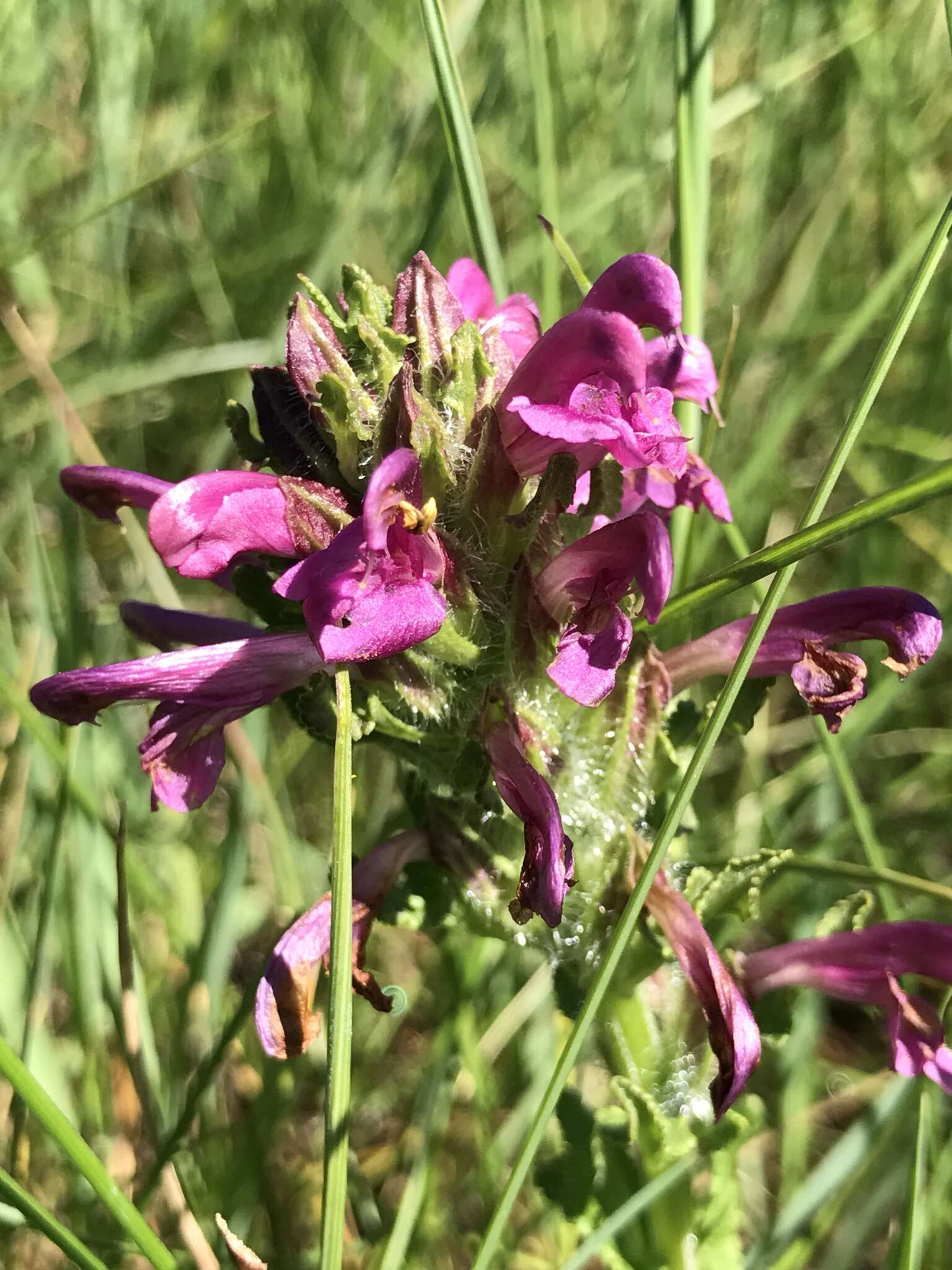 Image of Purple-Flower Lousewort