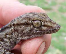Image of White Spotted Gecko
