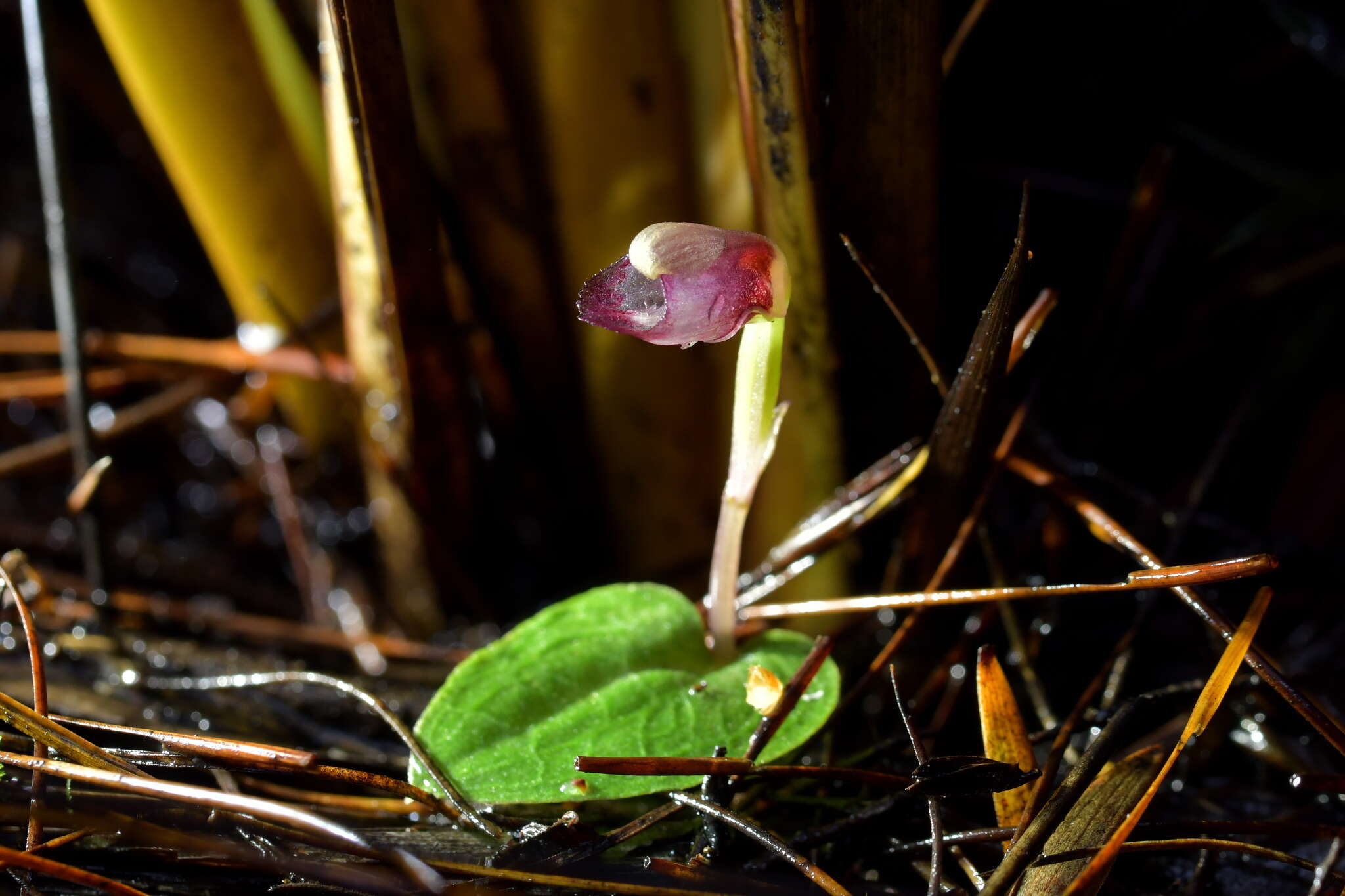 Image of Corybas rotundifolius (Hook. fil.) Rchb. fil.