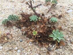 Image of Oenothera drummondii subsp. thalassaphila (Brandegee) W. Dietrich & W. L. Wagner