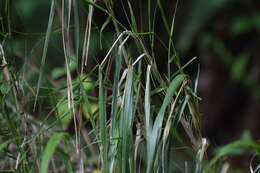 Image of Trisetum virletii E. Fourn.