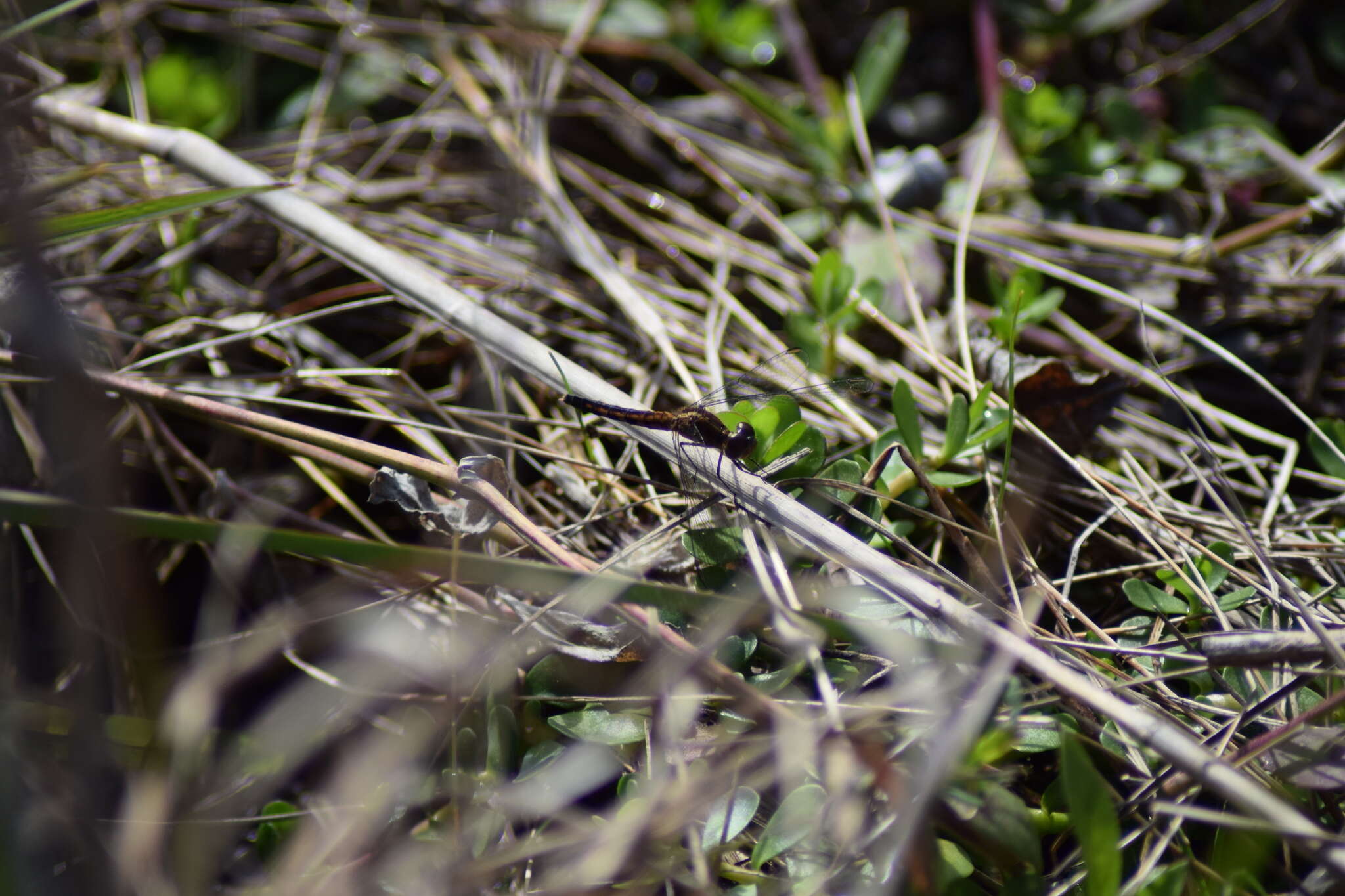 Image of Little Blue Dragonlet