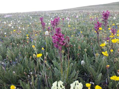 Imagem de Pedicularis cystopteridifolia Rydb.