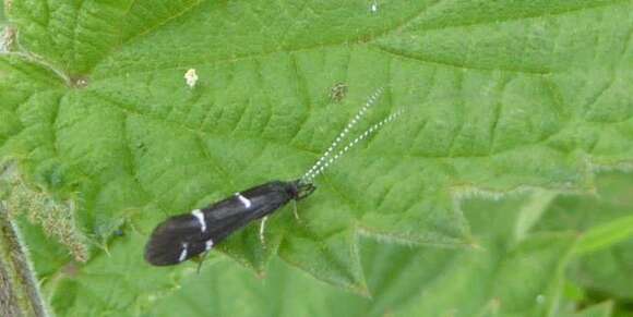 Image of Athripsodes bilineatus (Linnaeus 1758)