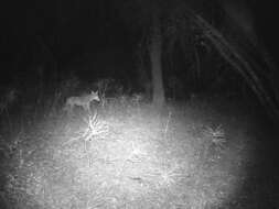 Image of California Valley Coyote