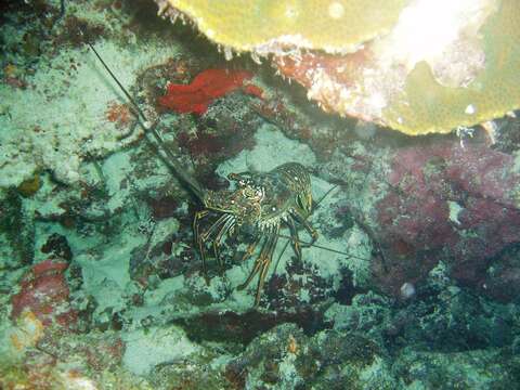 Image of Caribbean Spiny Lobster