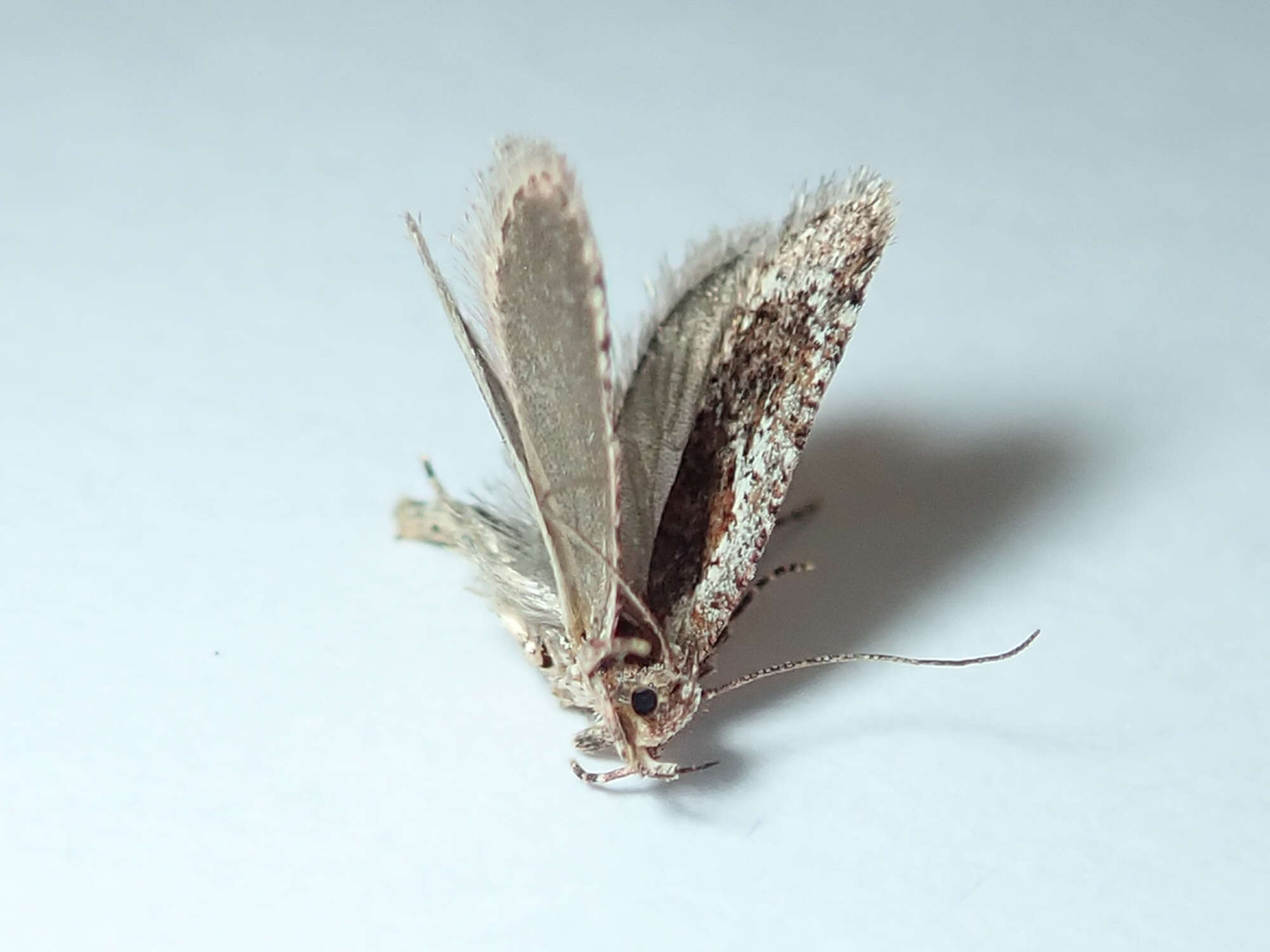 Image of Agonopterix hypericella Hübner 1816