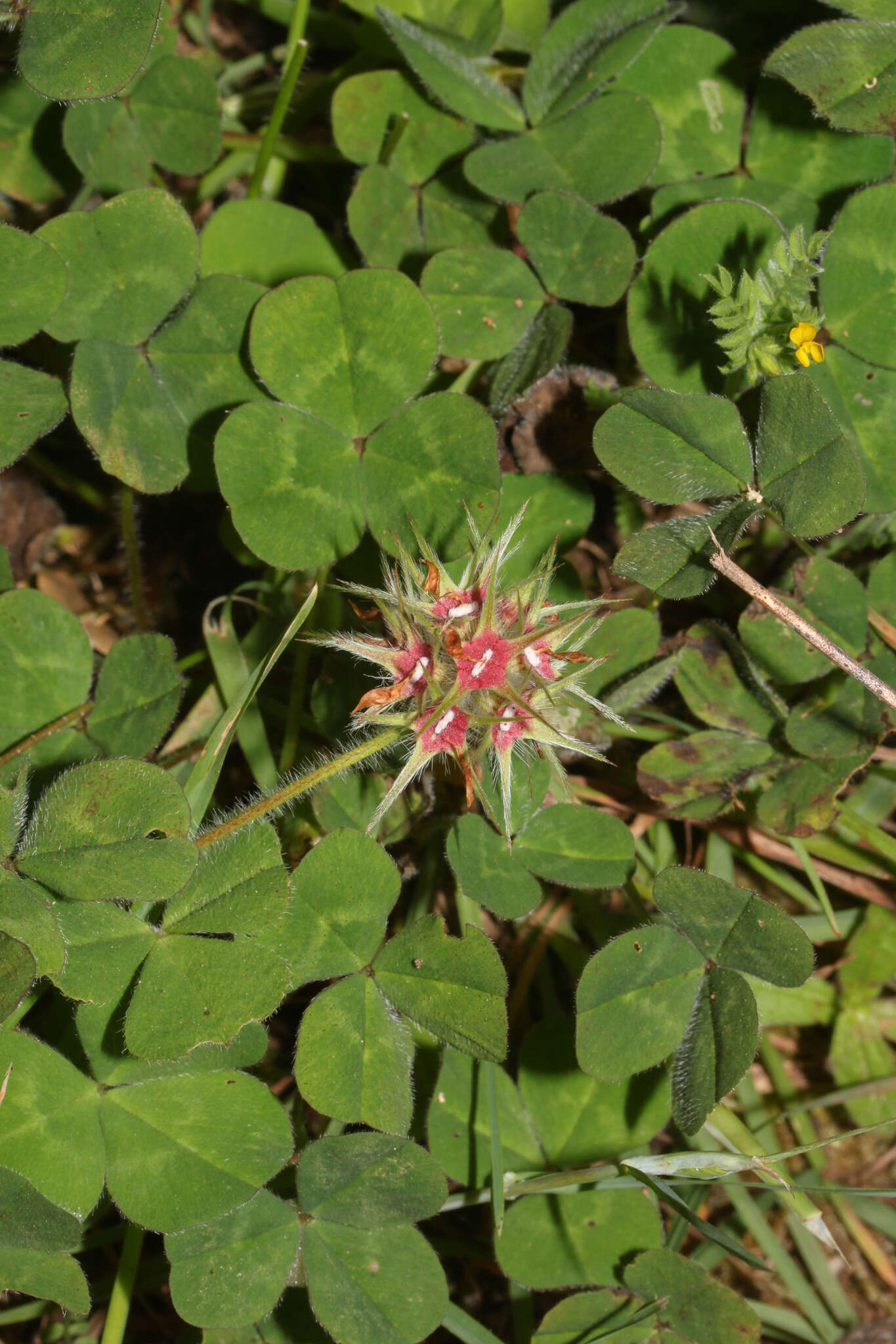 Image of star clover