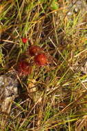 Imagem de Drosera huegelii var. phillmanniana