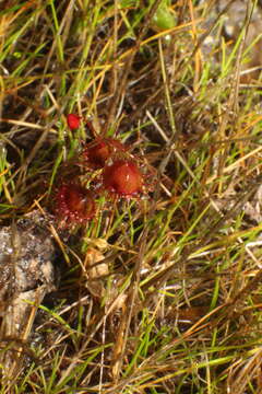 Image de Drosera huegelii var. phillmanniana