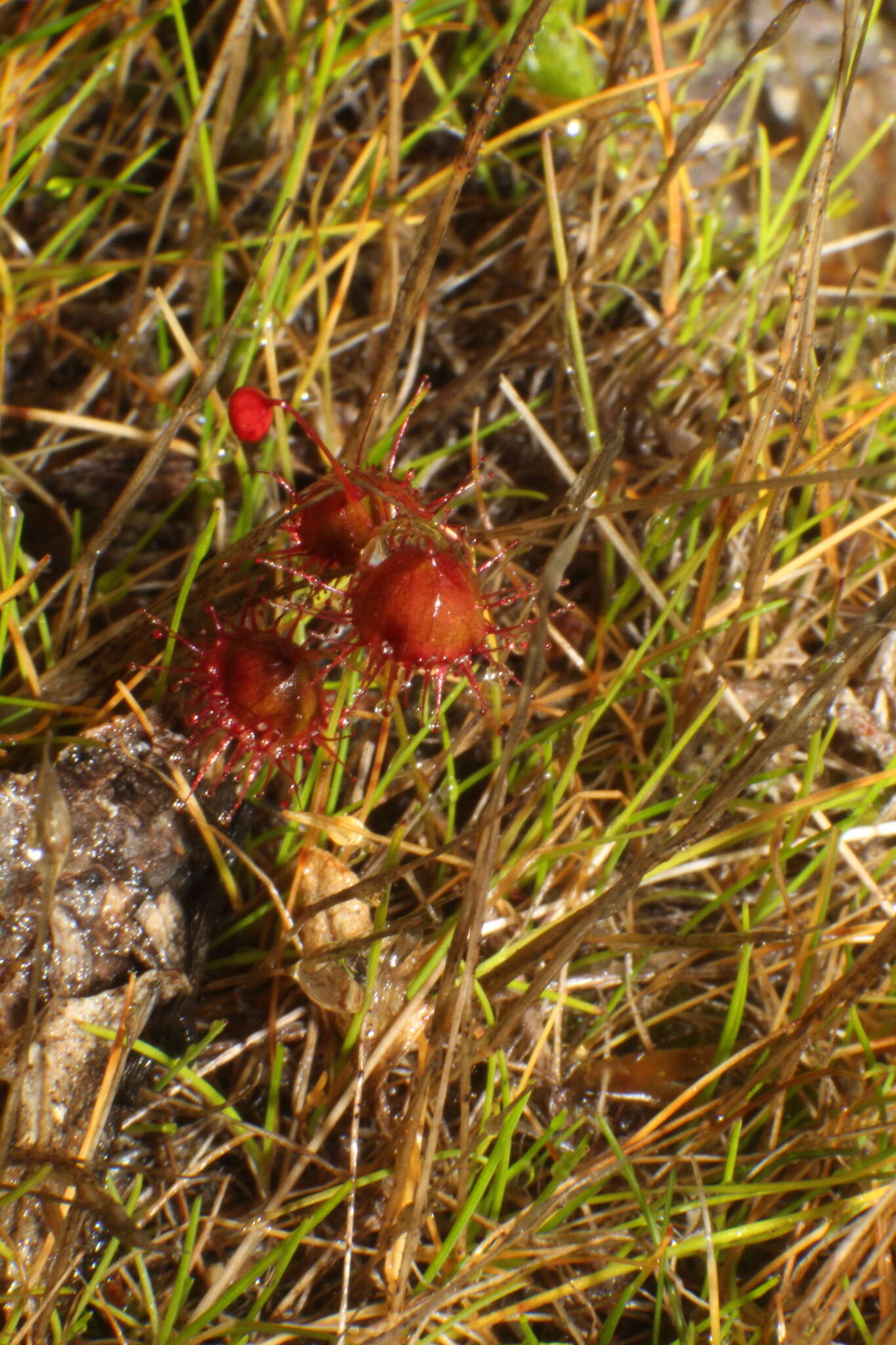 Imagem de Drosera huegelii var. phillmanniana