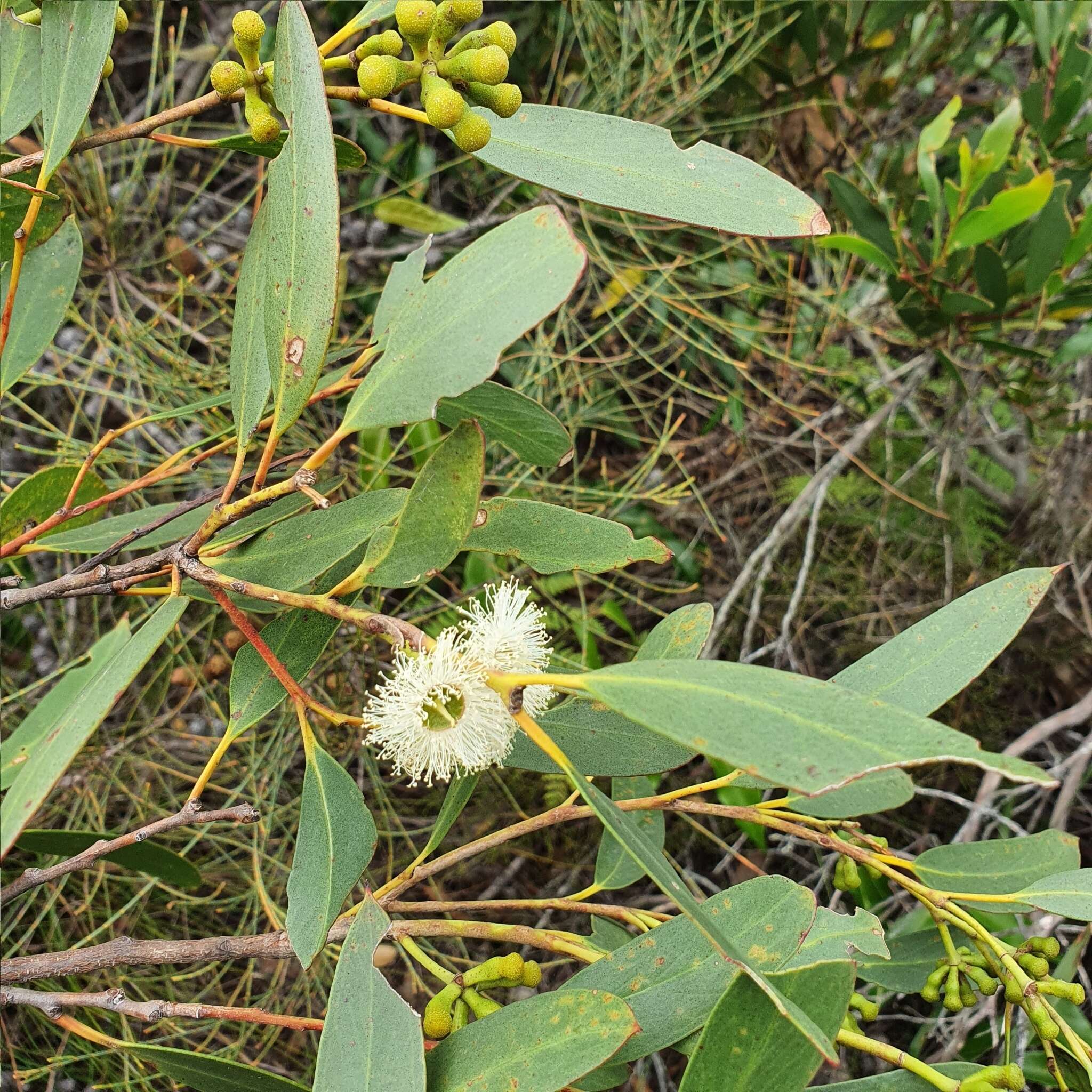 صورة Eucalyptus obstans L. A. S. Johnson & K. D. Hill