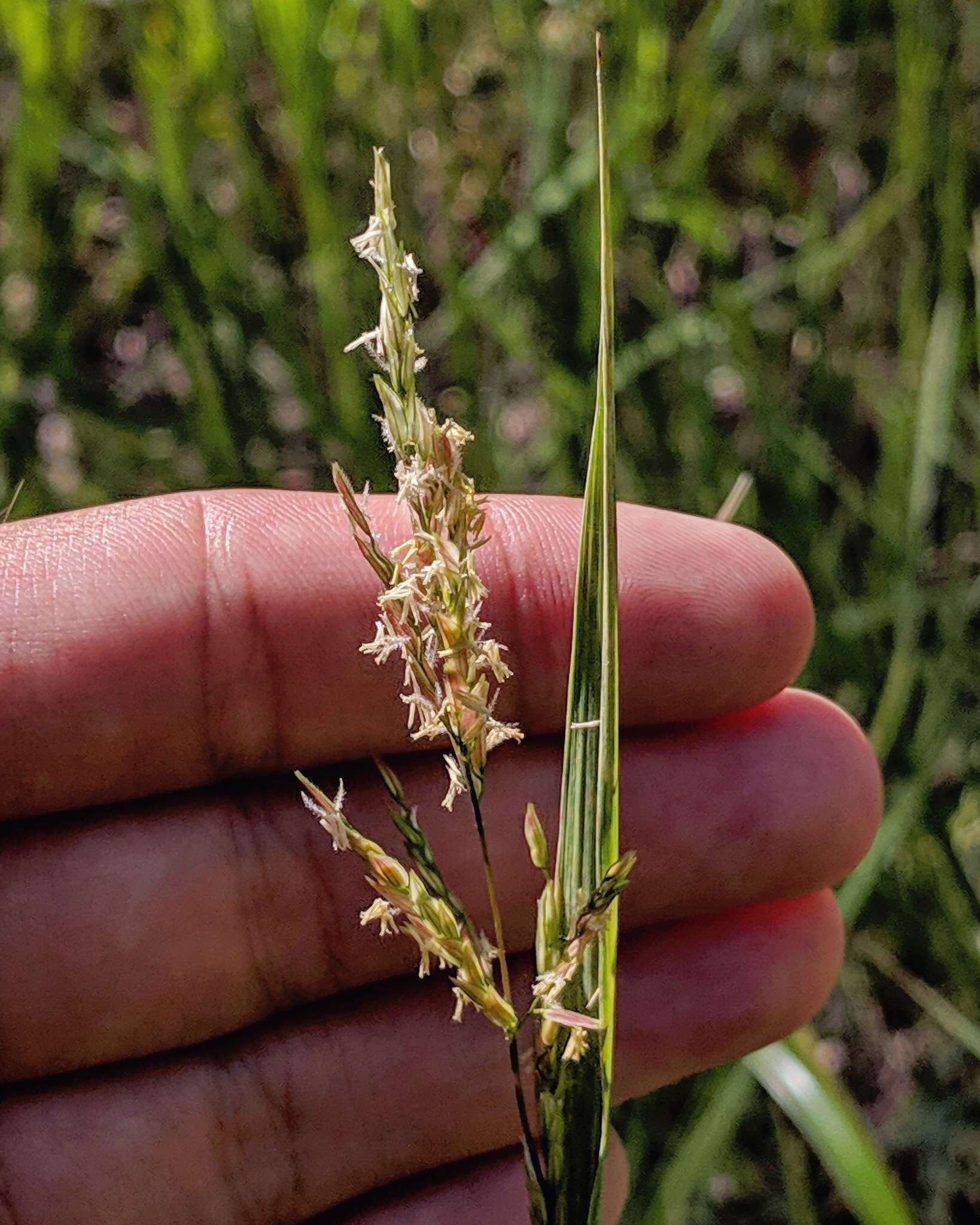 Image of southern cutgrass