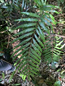 Image of Plenasium banksiifolium (C. Presl) C. Presl