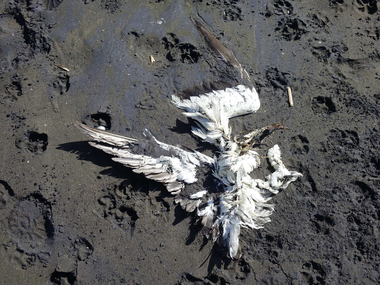 Image of Australasian Gannet