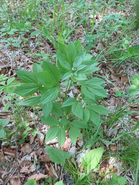 Image of Chinese peony