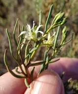 صورة Lepidium leptopetalum (F. Muell.) F. Muell.