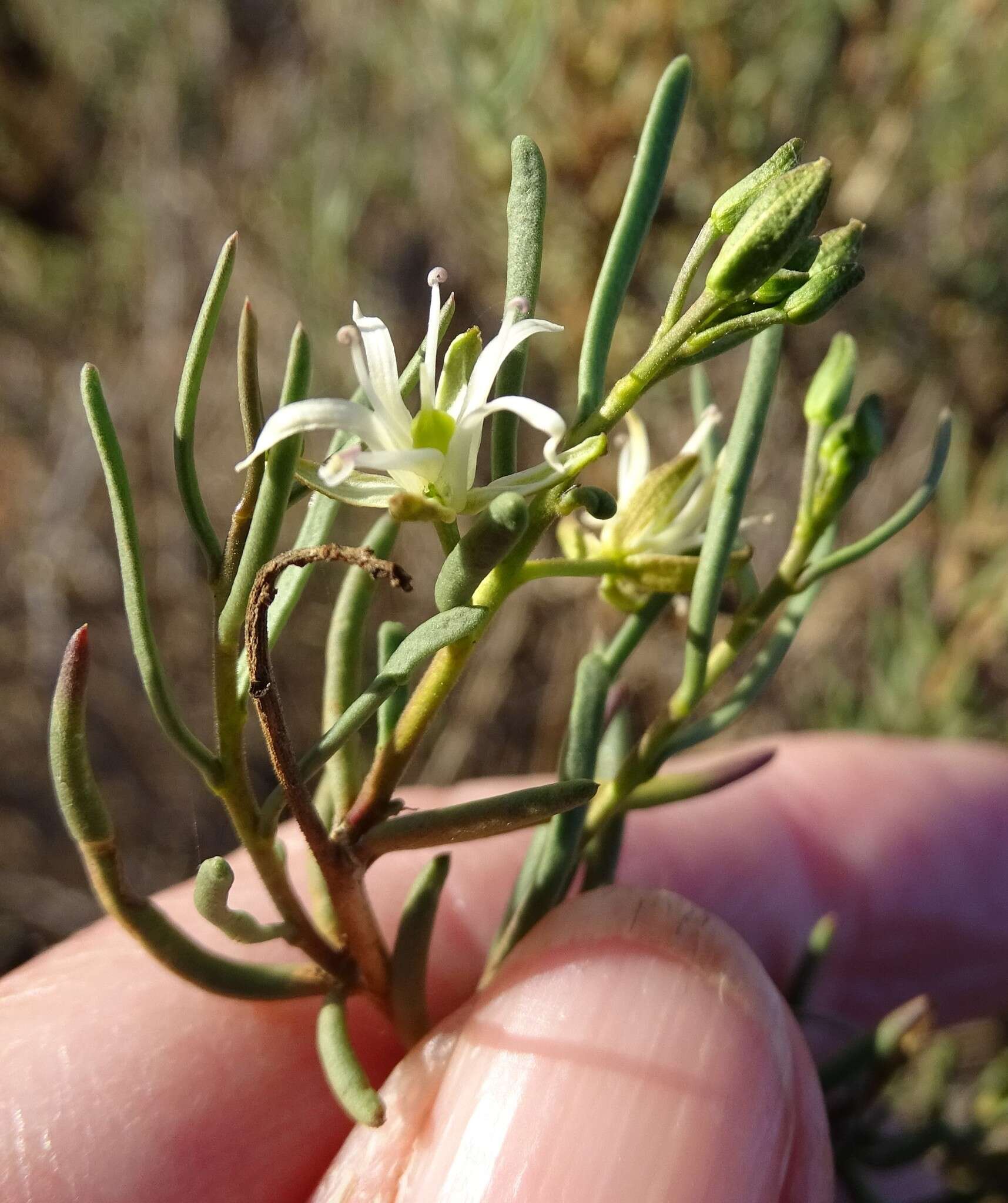 Image of Lepidium leptopetalum (F. Muell.) F. Muell.