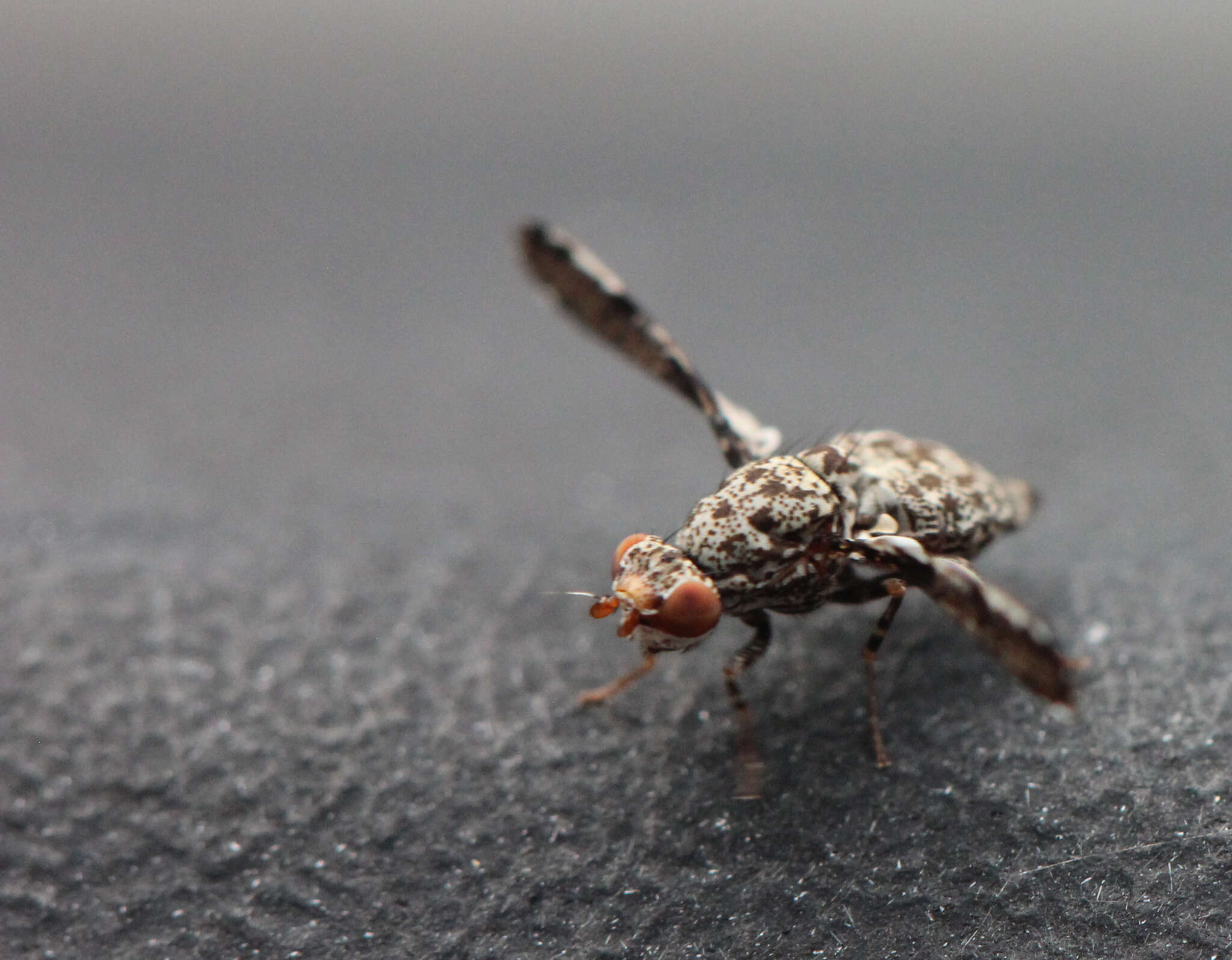 Callopistromyia strigula (Loew 1873)的圖片