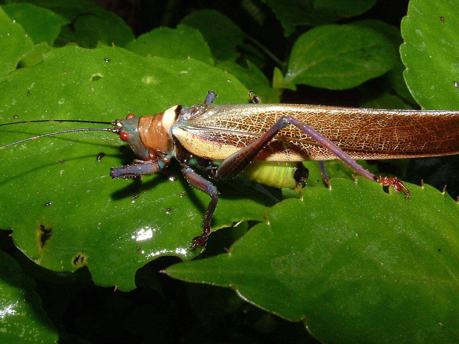 Image de Moncheca elegans (Giglio-Tos 1898)