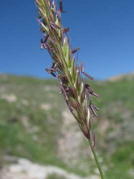 Image of Psathyrostachys rupestris (F. N. Alex.) Nevski