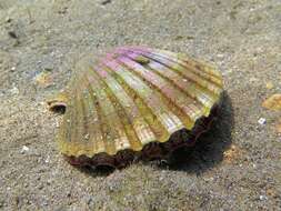 Image of St.James's scallop